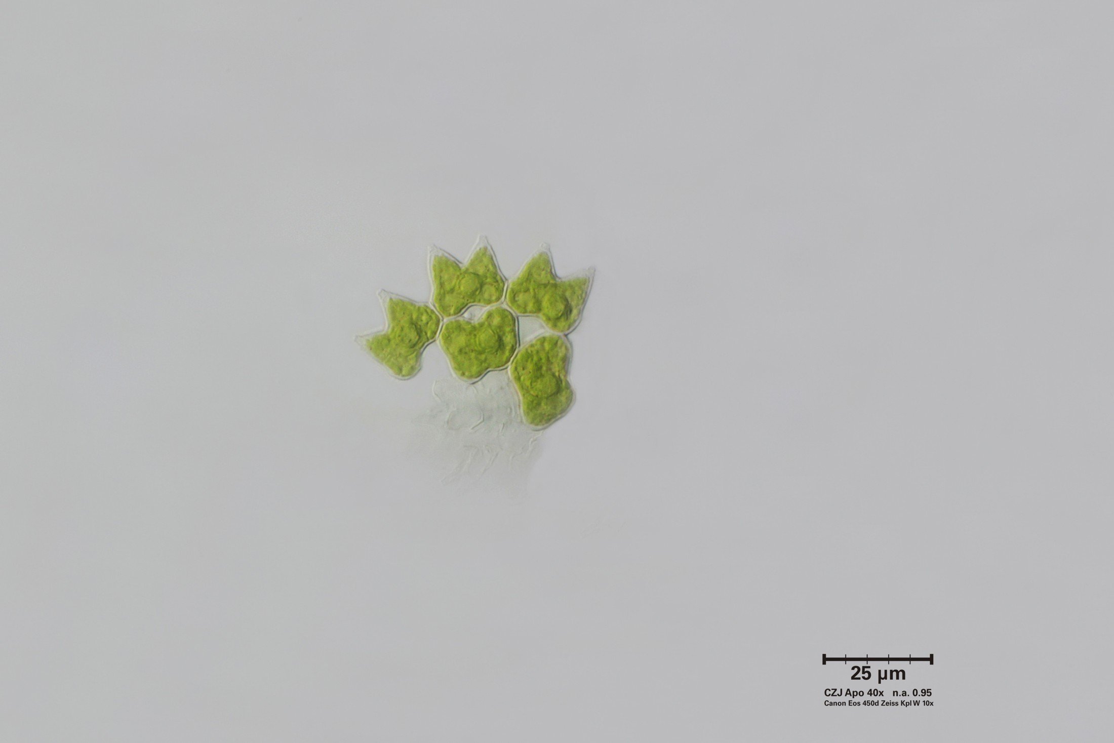 Pediastrum